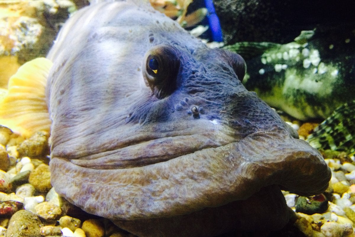 Woods Hole Science Aquarium - Gallery Image 3